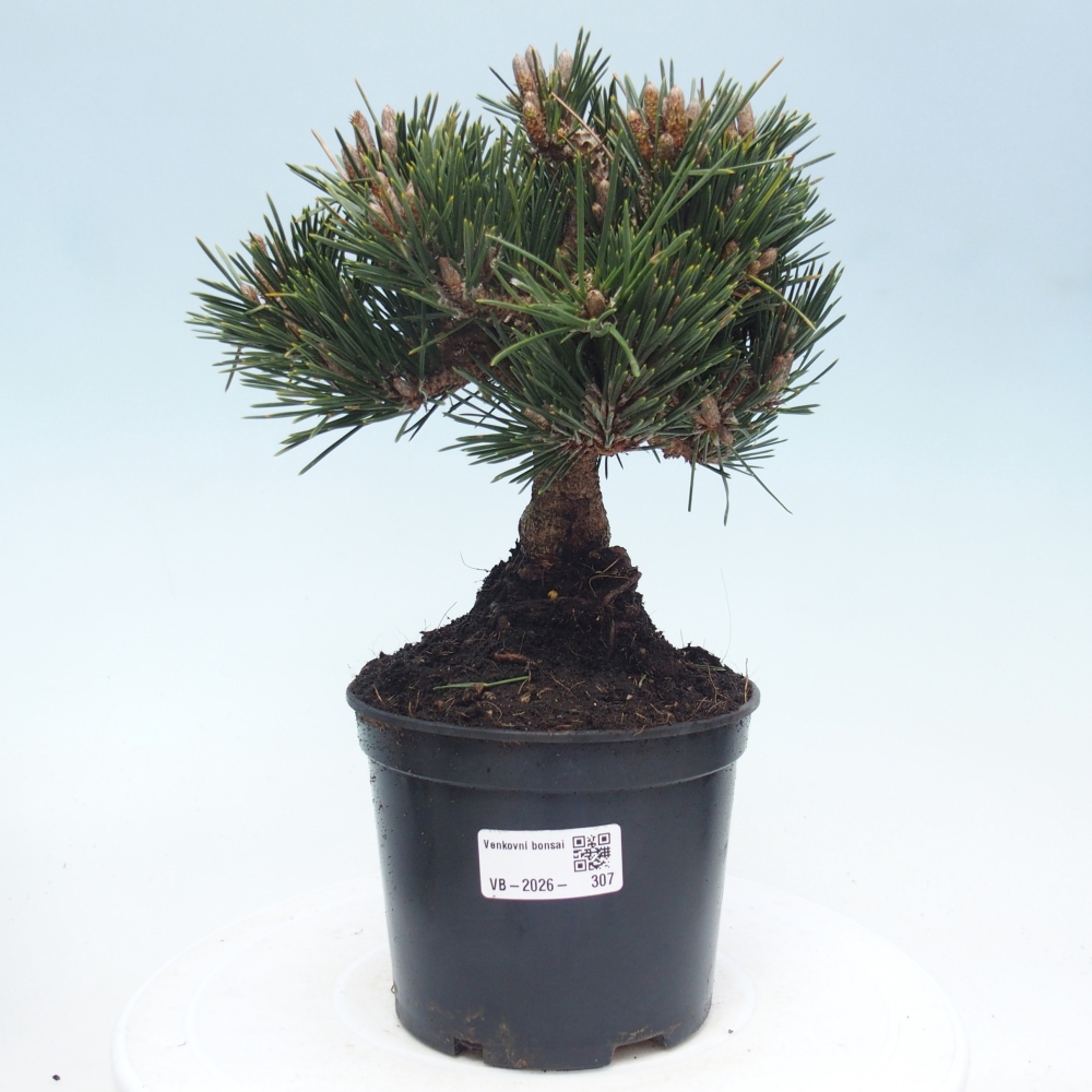 Outdoor bonsai - Pinus thunbergii senjyumaru - Thunberg pine