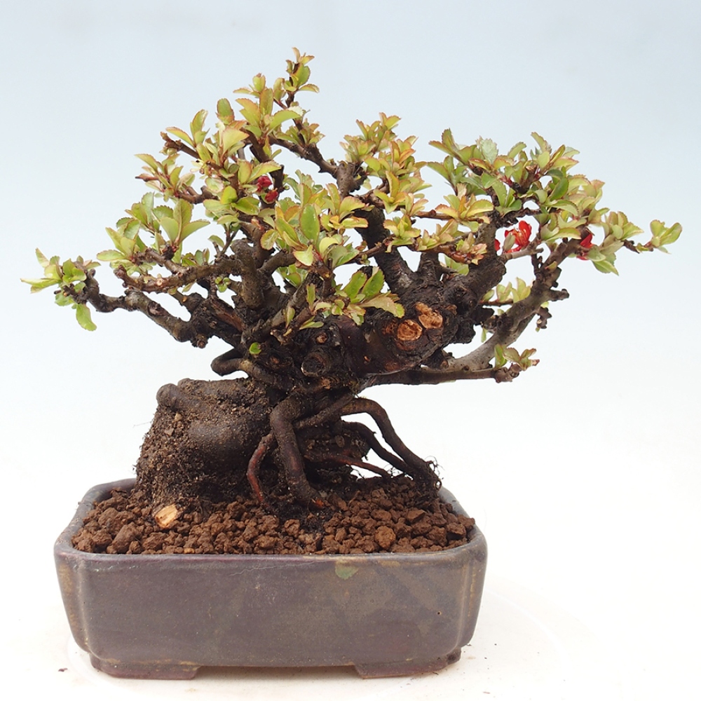 Outdoor bonsai - Chaneomeles speciosa - Quince