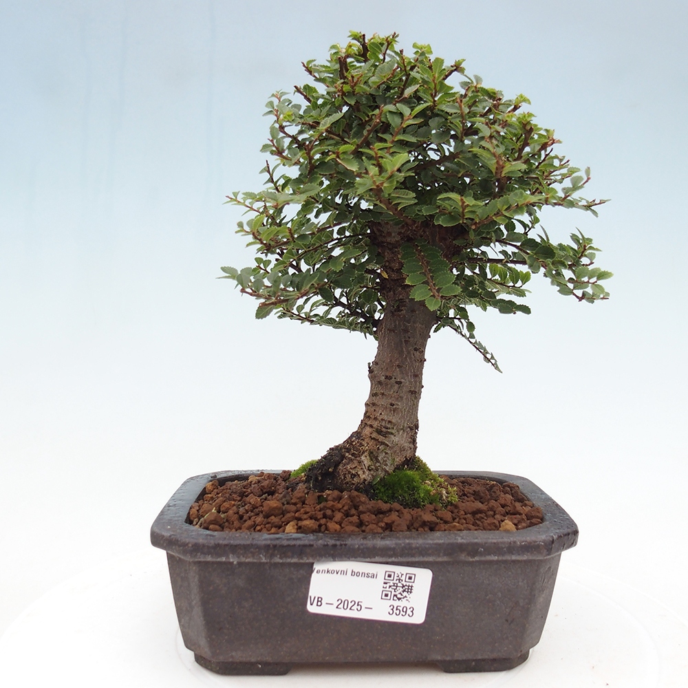 Outdoor bonsai - Ulmus parvifolia Hokkaido - Chinese elm