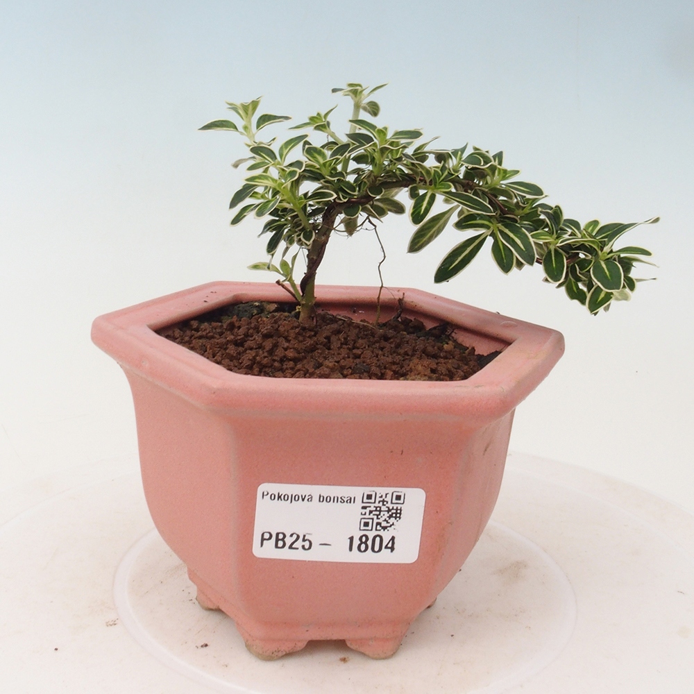 Indoor bonsai - Serissa foetida Variegata - Tree of a thousand stars