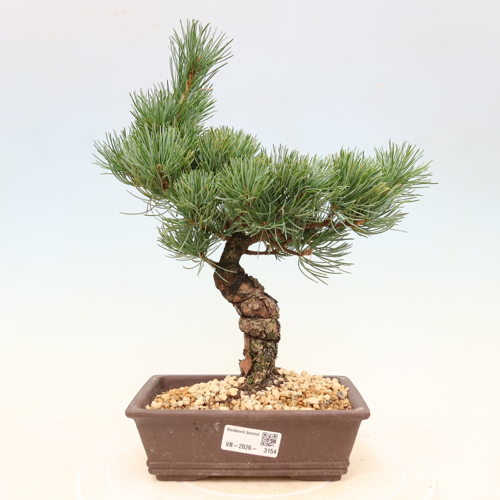 Outdoor bonsai - Pinus parviflora - Pinus parviflora