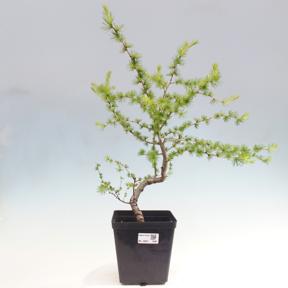 Outdoor bonsai -Larix decidua - Larch