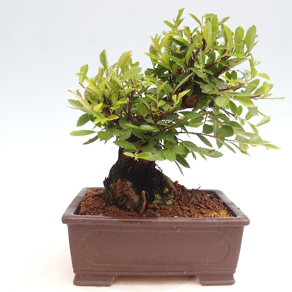 Outdoor bonsai - Zelkova - Zelkova NIRE