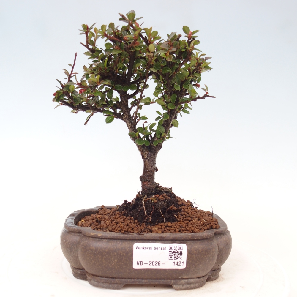 Outdoor bonsai - Cotoneaster horizontalis - Rocky Mountain