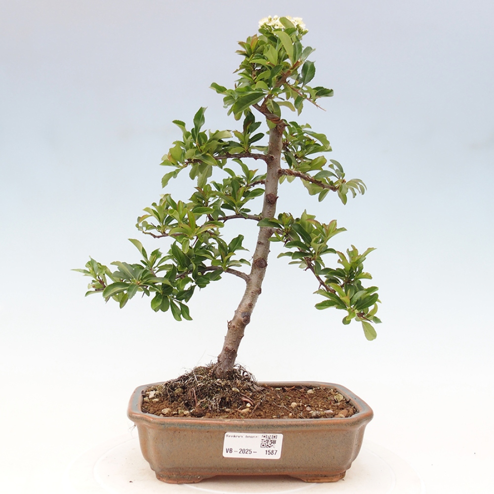 Outdoor Bonsai-Pyracanta Teton -Bakery