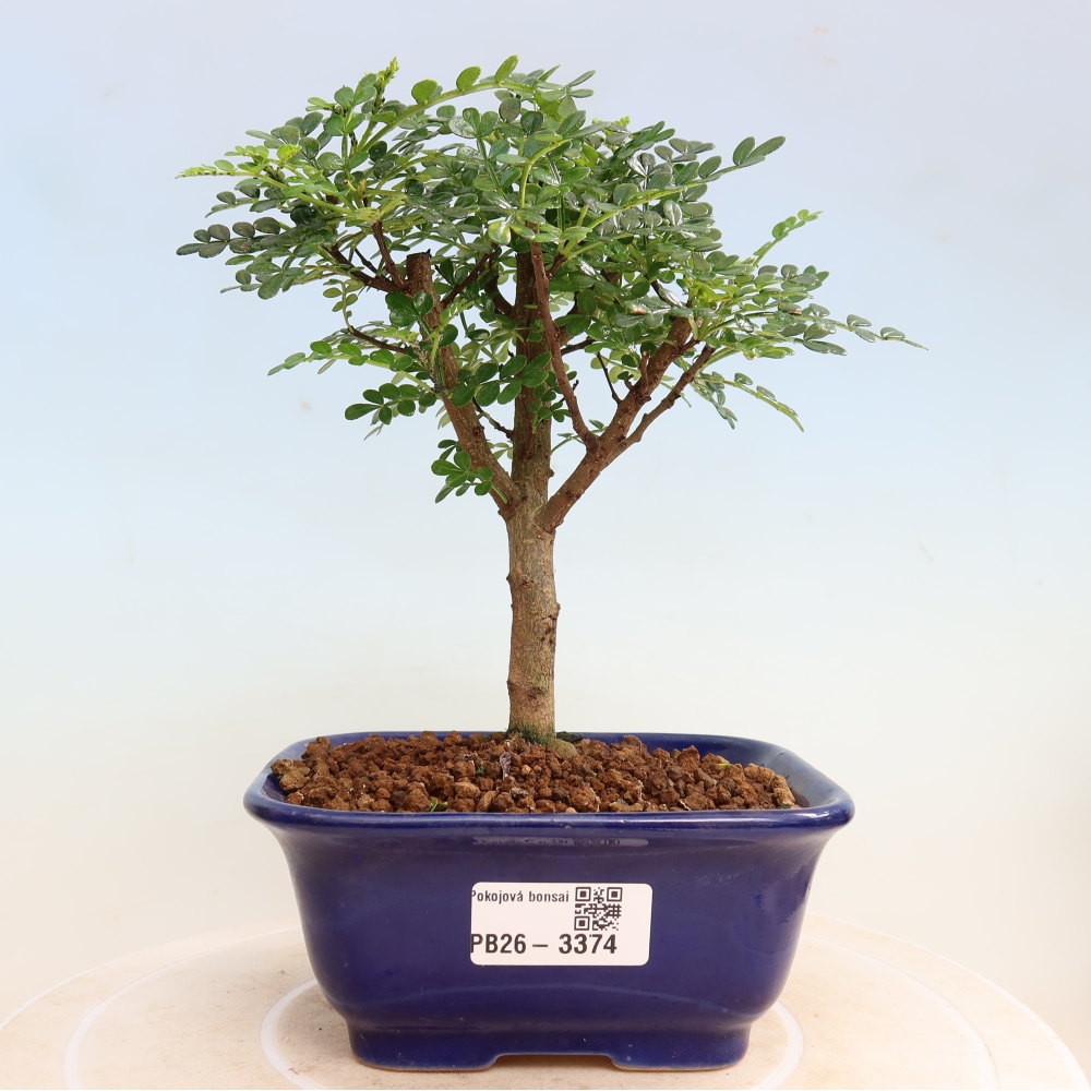 Room bonsai - Zantoxylum piperitum - pepper tree