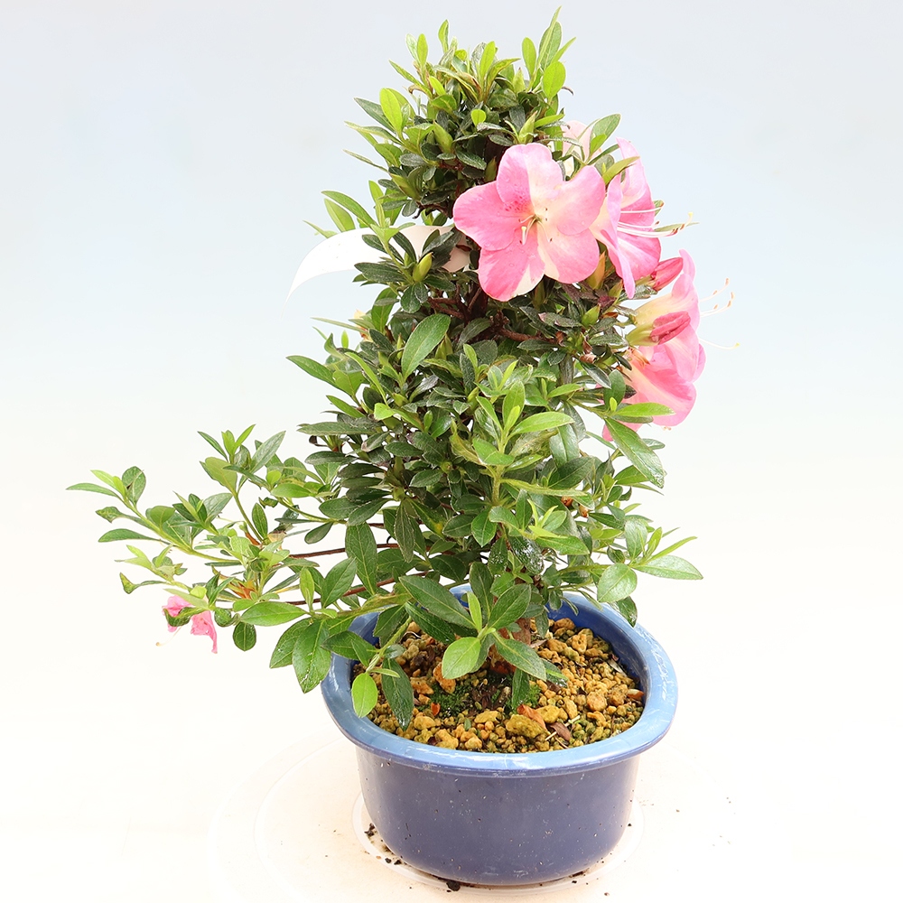 Outdoor bonsai - Japanese Azalea - Azalea Santoka