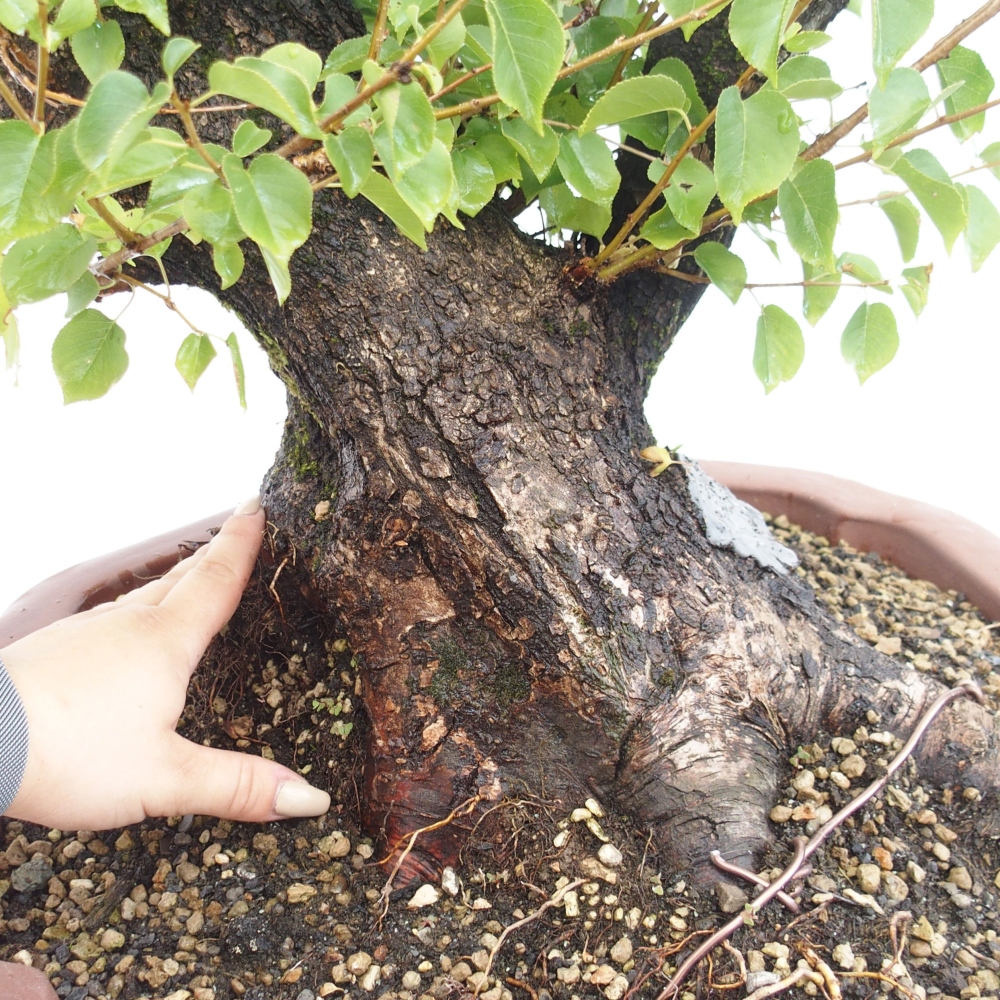 Outdoor bonsai - Mahalebka - Prunus mahaleb