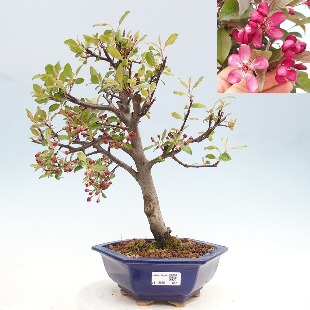 Outdoor bonsai -Malus domestica - Small-fruited red-leaved apple tree