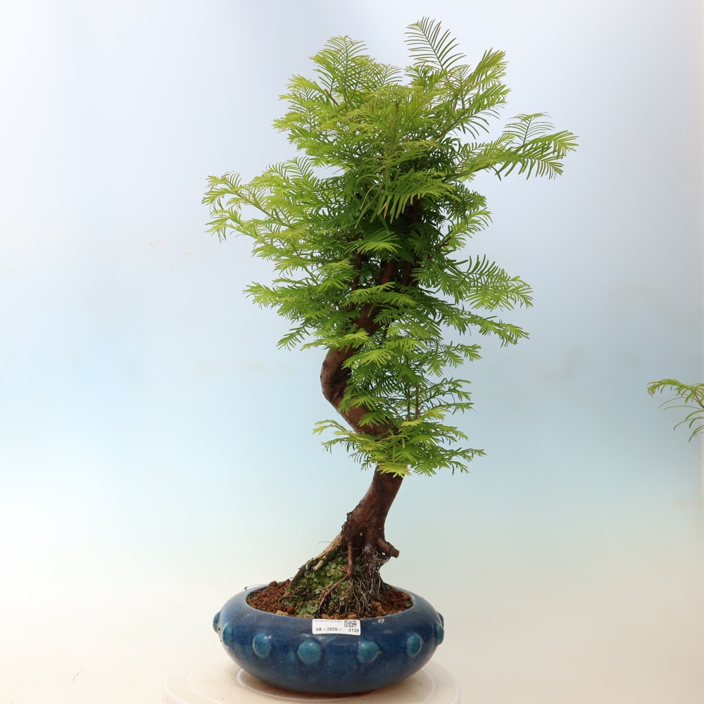 Outdoor bonsai - Metasequoia glyptostroboides - Chinese Metasequoia