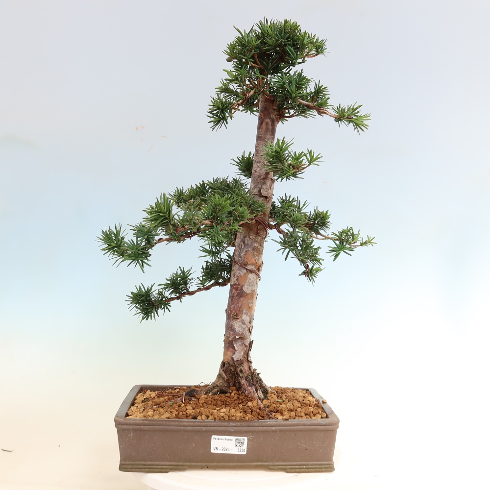 Outdoor Bonsai - Taxus cuspidata  - Japanese Yew