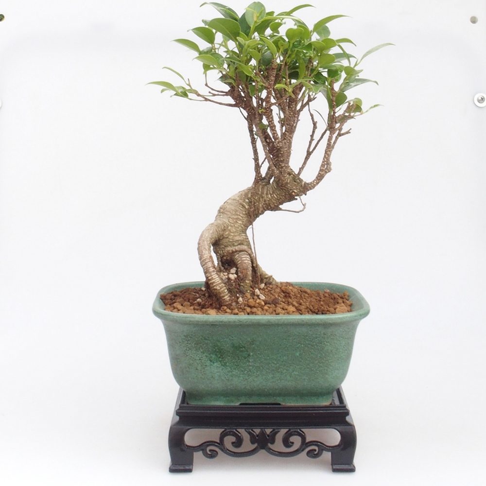 Bonsai table plastic square 14,5 x 14,5 x 5  cm, color black