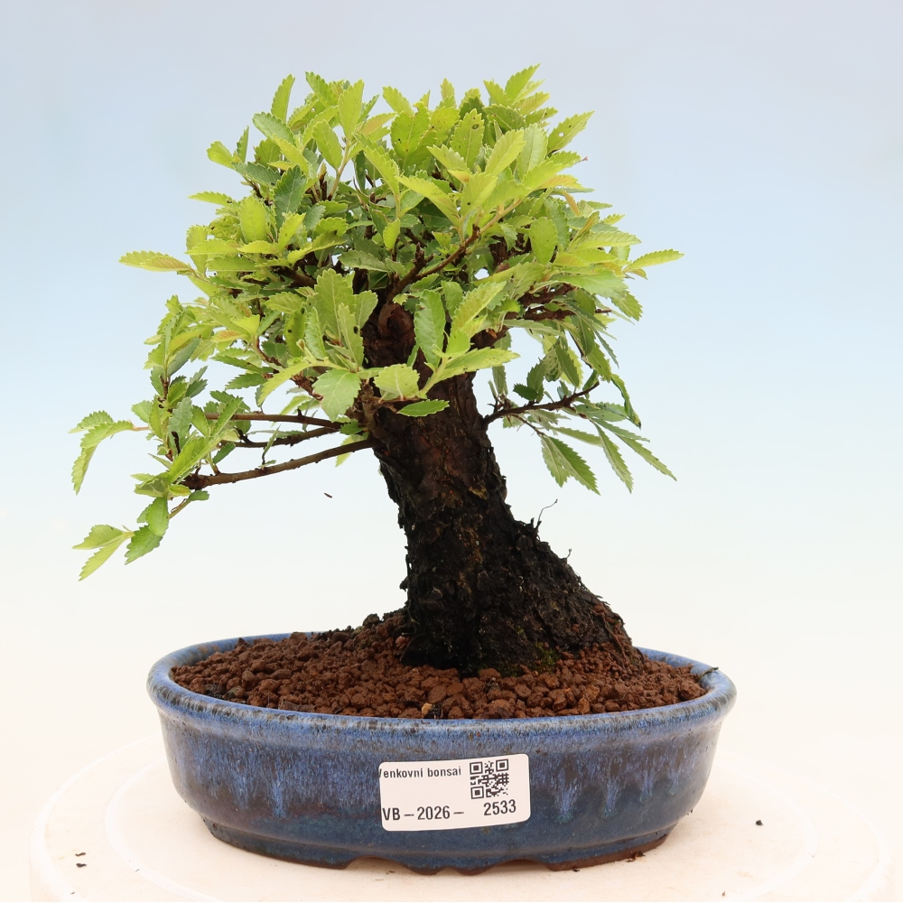 Outdoor bonsai - Zelkova - Zelkova NIRE