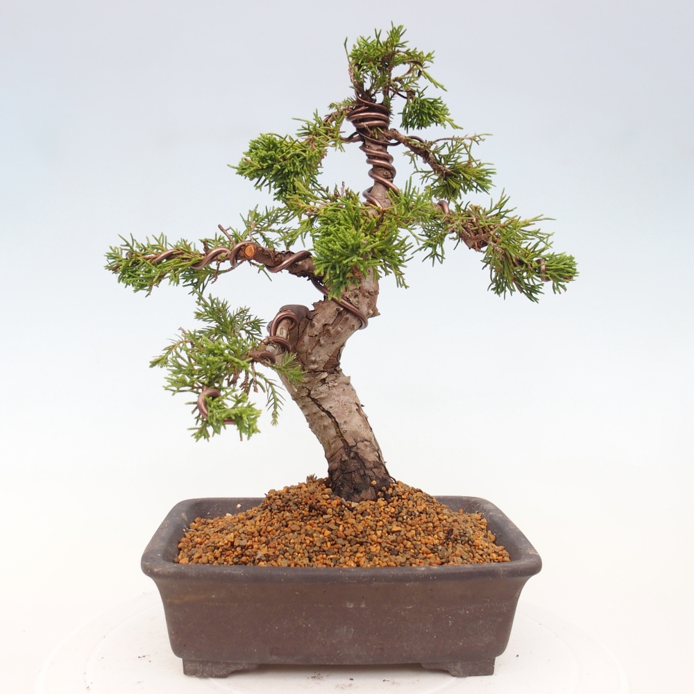 Outdoor bonsai - Juniperus chinensis Itoigawa - Chinese juniper