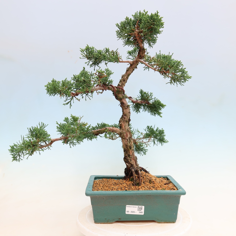 Outdoor bonsai - Juniperus chinensis Kishu