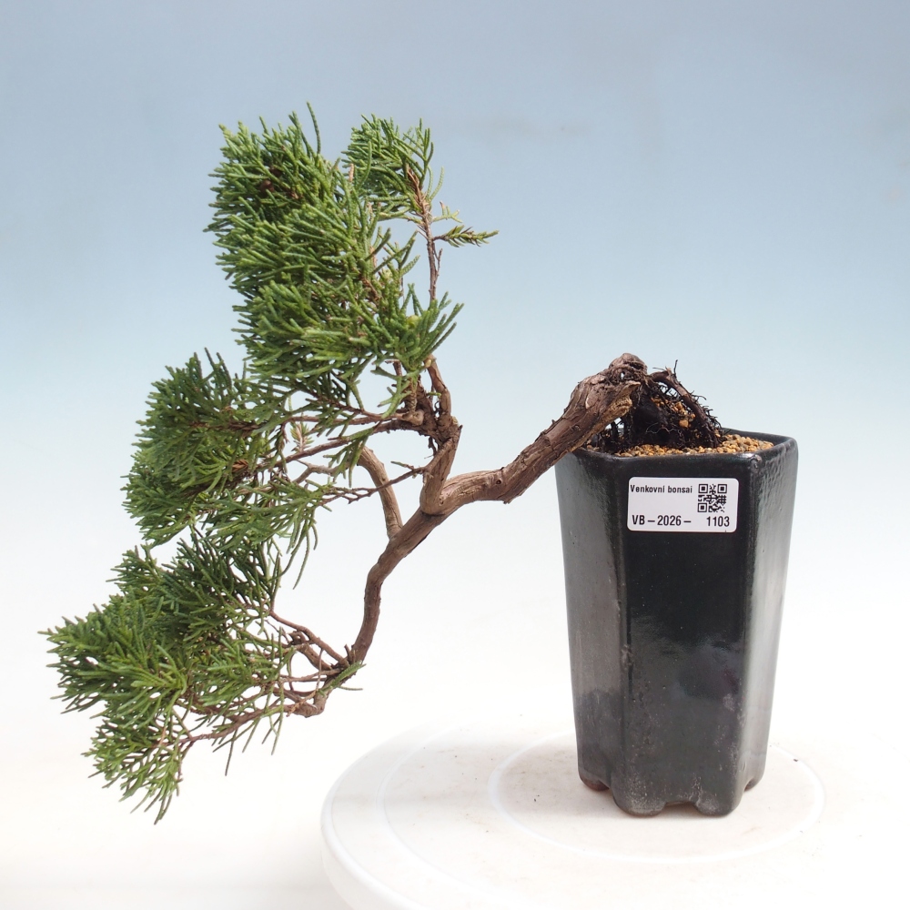 Outdoor bonsai - Juniperus chinensis Kishu
