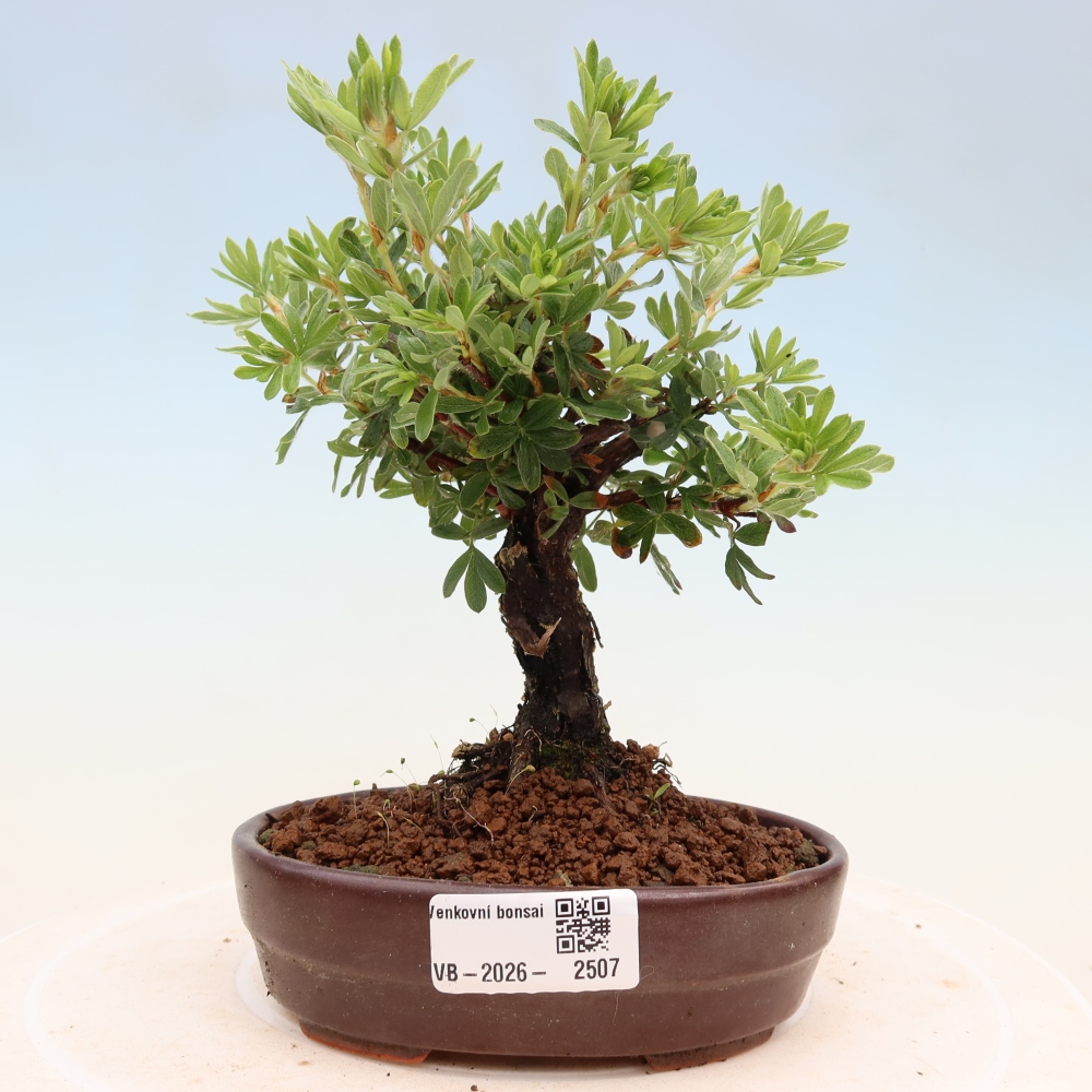 Outdoor bonsai - Potentila fruticosa