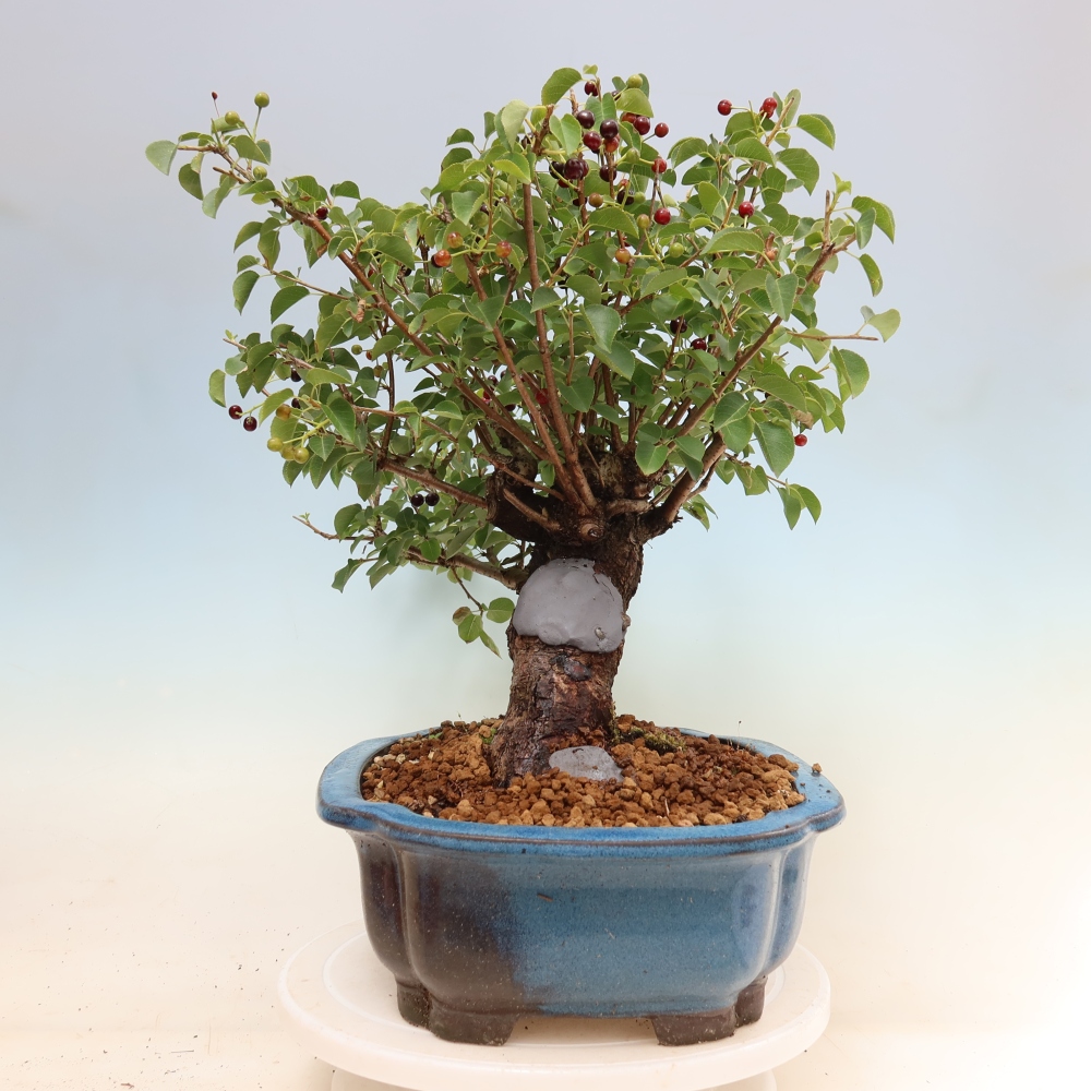 Outdoor Bonsai - Mahaleb - Prunus mahaleb
