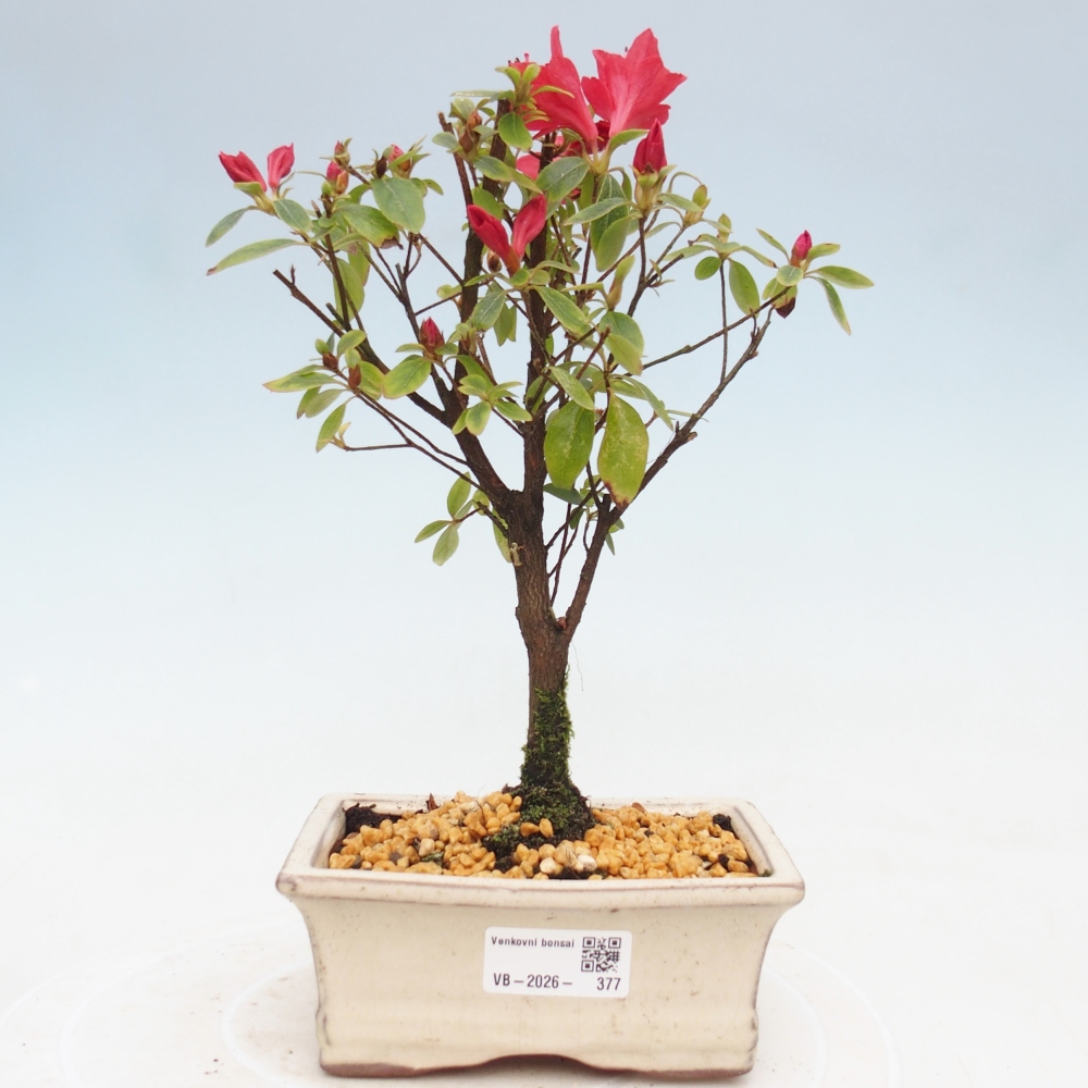 Outdoor bonsai - Japanese azalea - Azalea sp.