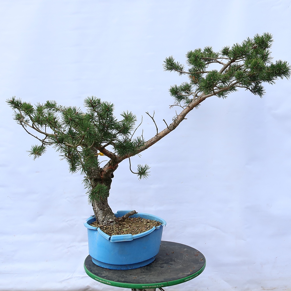 Pinus sylvestris Spain - Scots pine