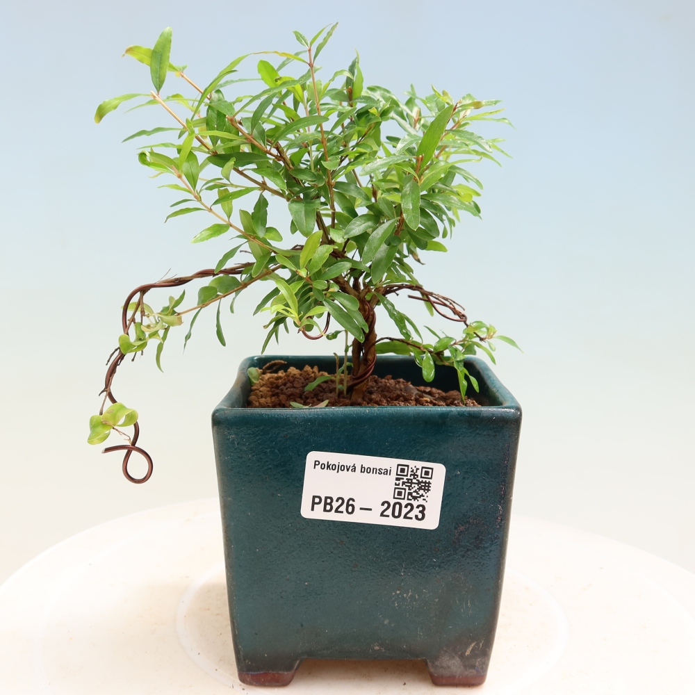 Room bonsai-PUNICA granatum nana-Granate apple