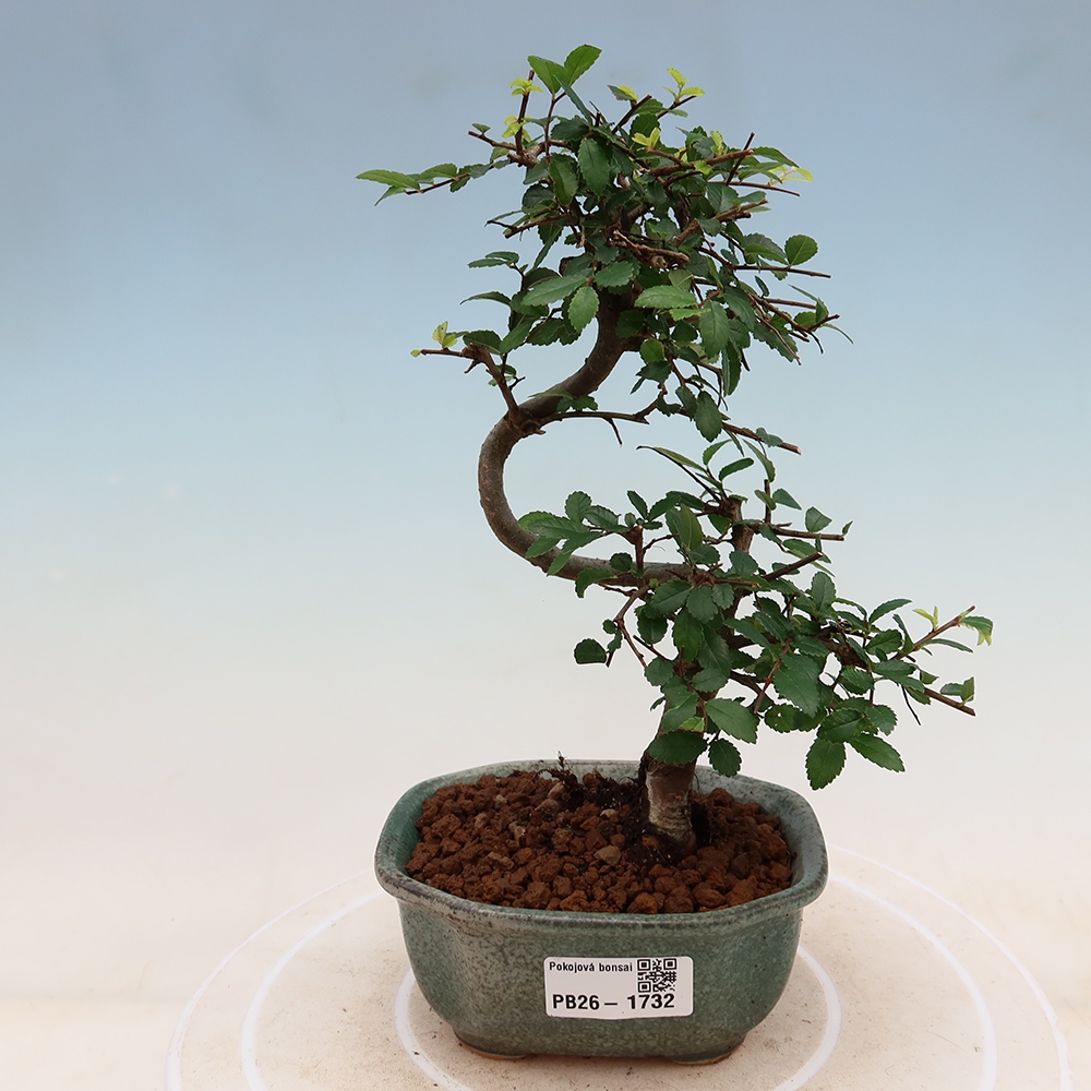 Room bonsai - Ulmus parvifolia - Small-leaved elm