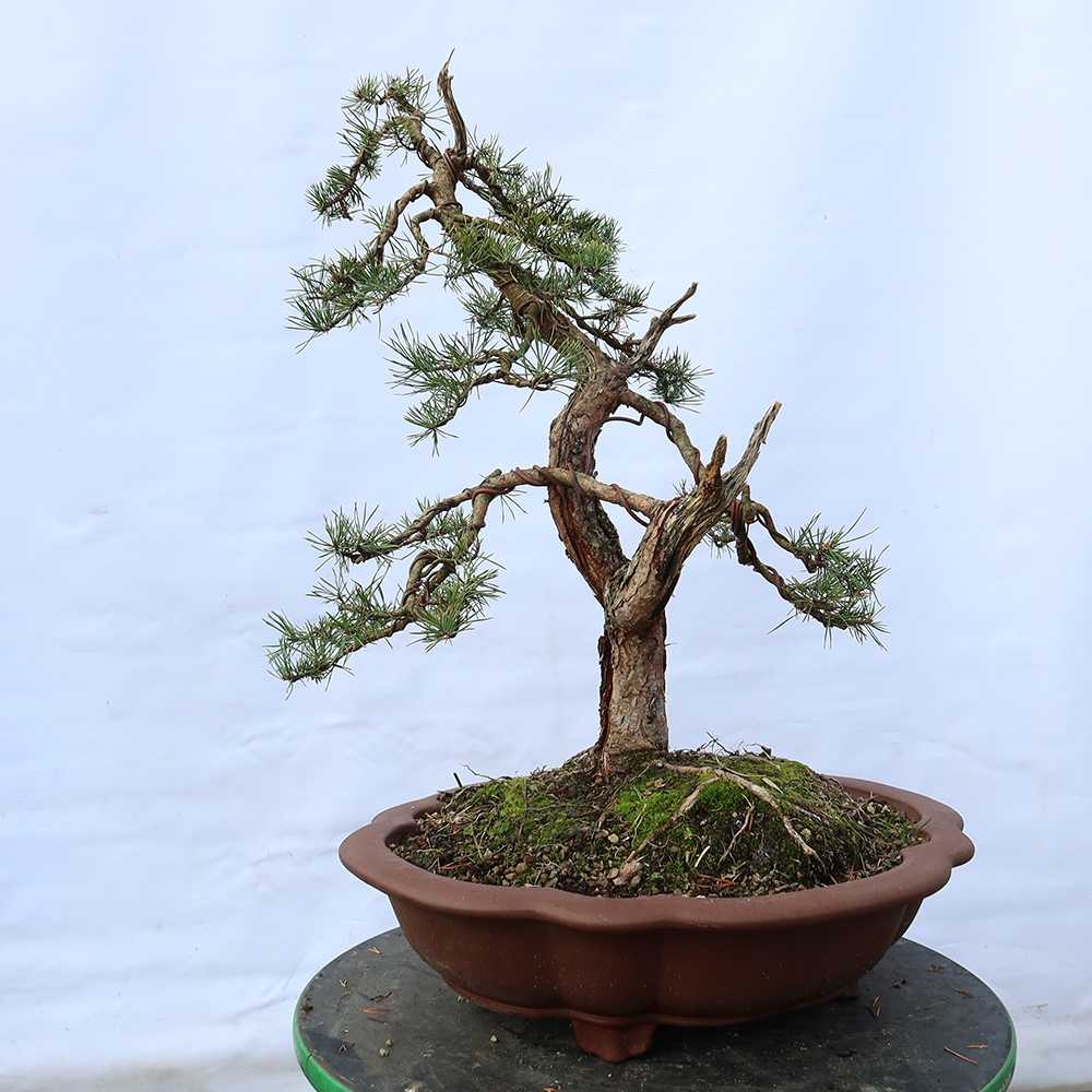 Pinus sylvestris Spain - Scots pine