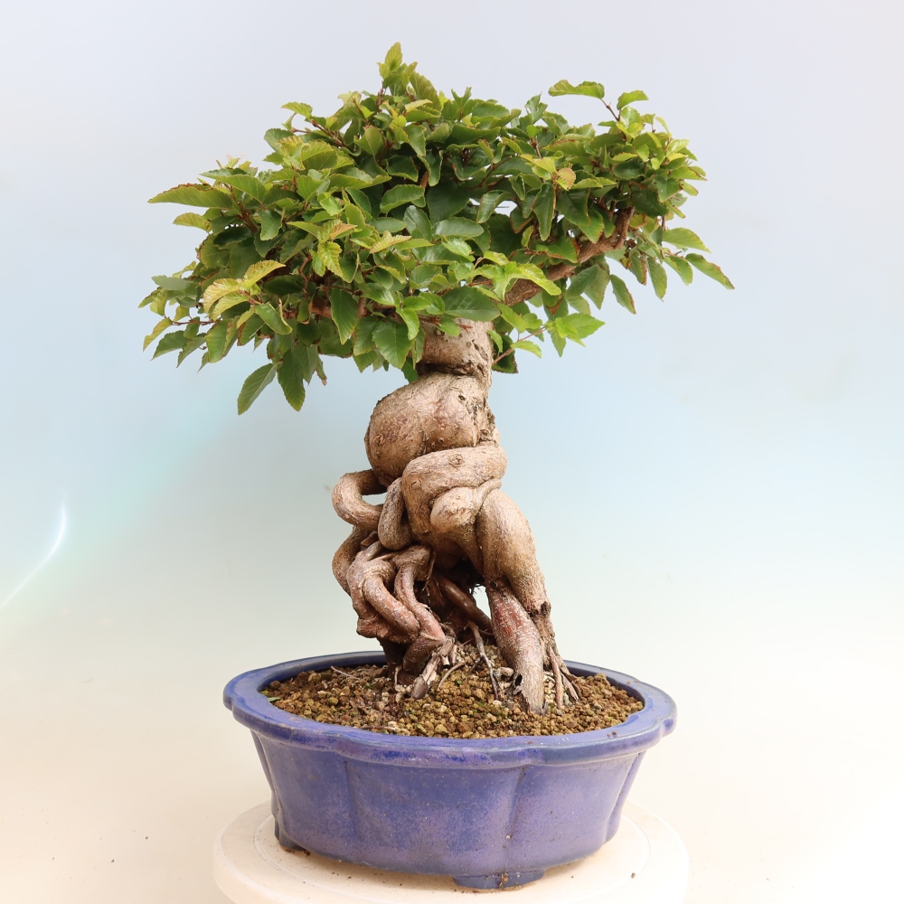 Outdoor bonsai -Carpinus CARPINOIDES - Korean Hornbeam