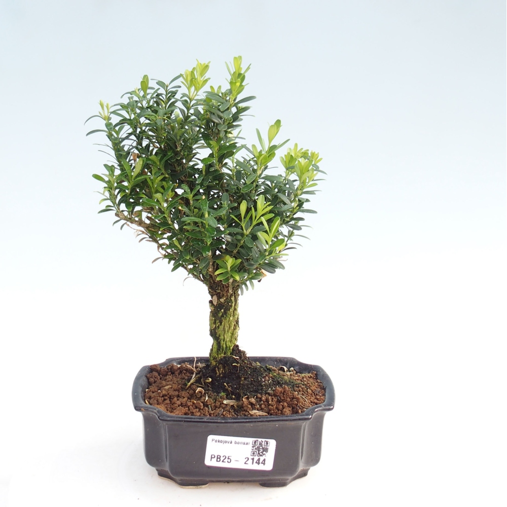 Room bonsai - Buxus harlandii - cork buxus