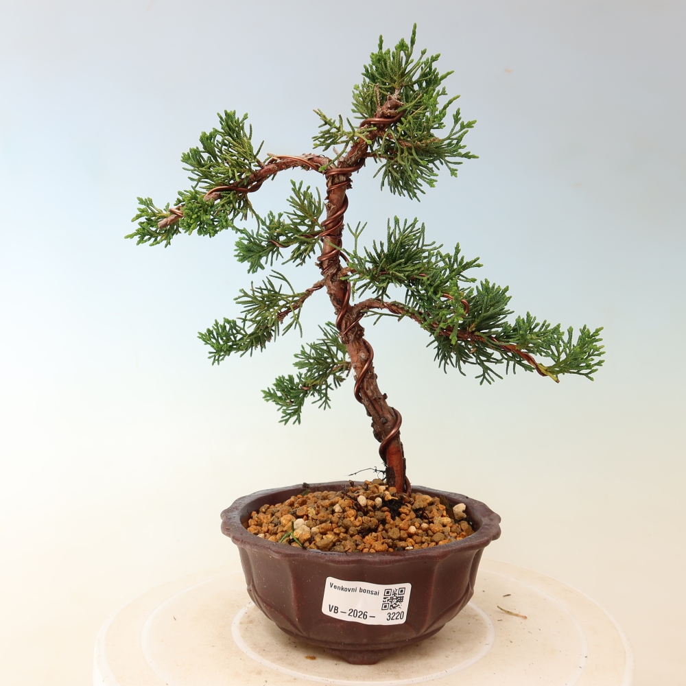 Outdoor bonsai - Juniperus chinensis Kishu