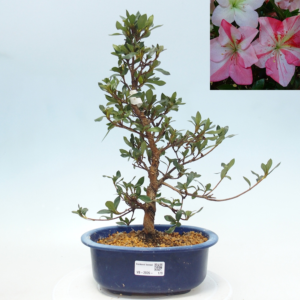 Outdoor bonsai - Japanese Azalea - Azalea Shinsei