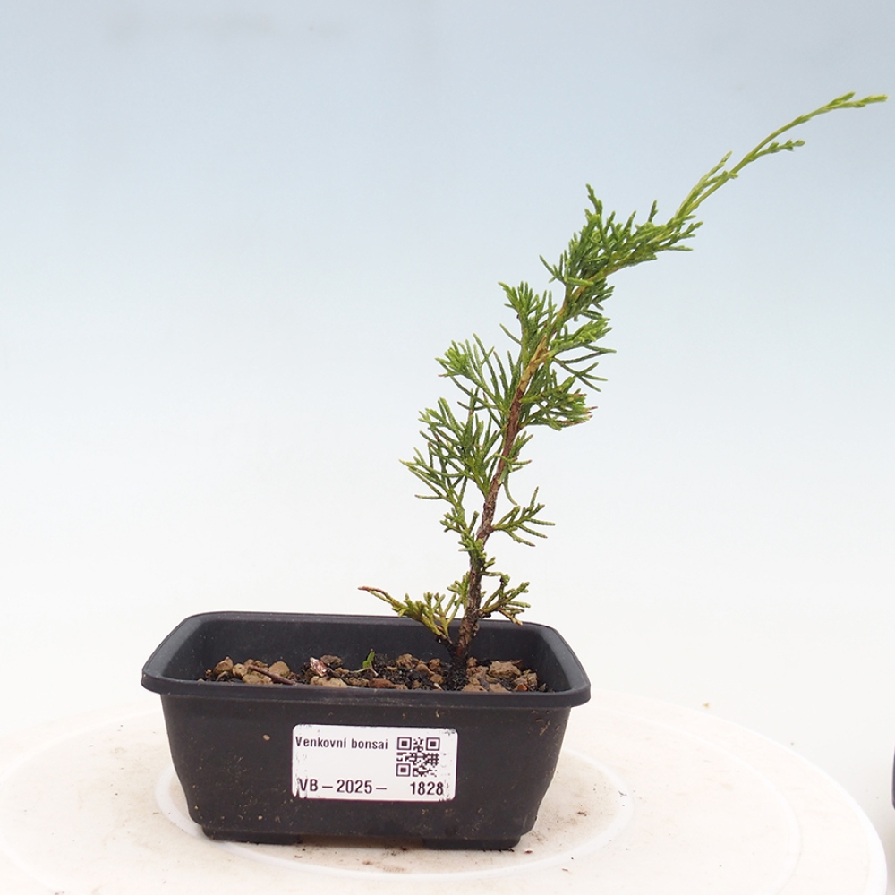 Outdoor bonsai - Juniperus chinensis Itoigawa - Chinese juniper