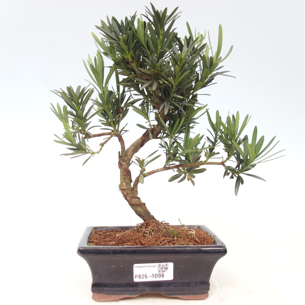 Room bonsai - Podocarpus - Stone Yew