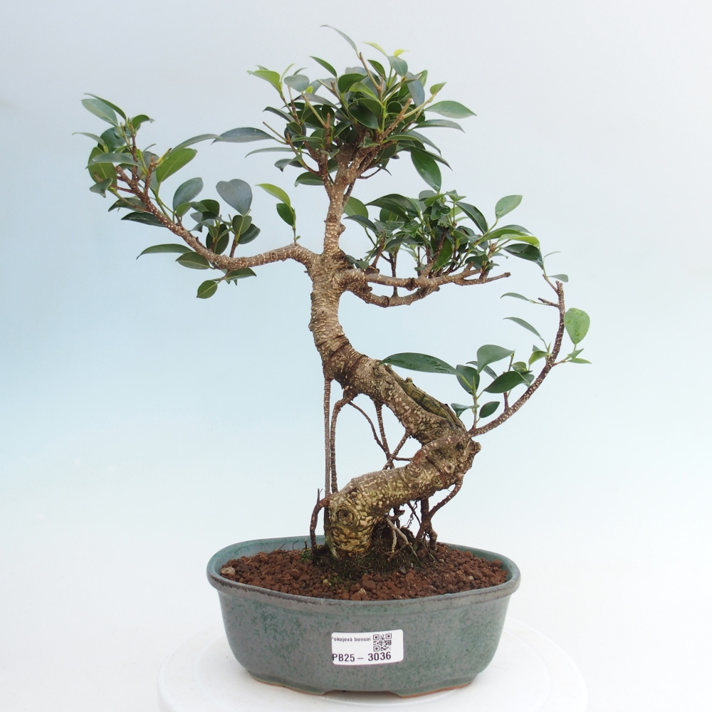Indoor bonsai - Ficus retusa - small ficus