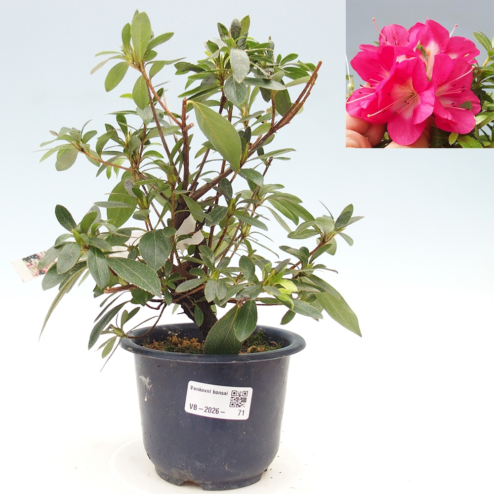 Outdoor bonsai - Japanese Azalea - Azalea Reiko