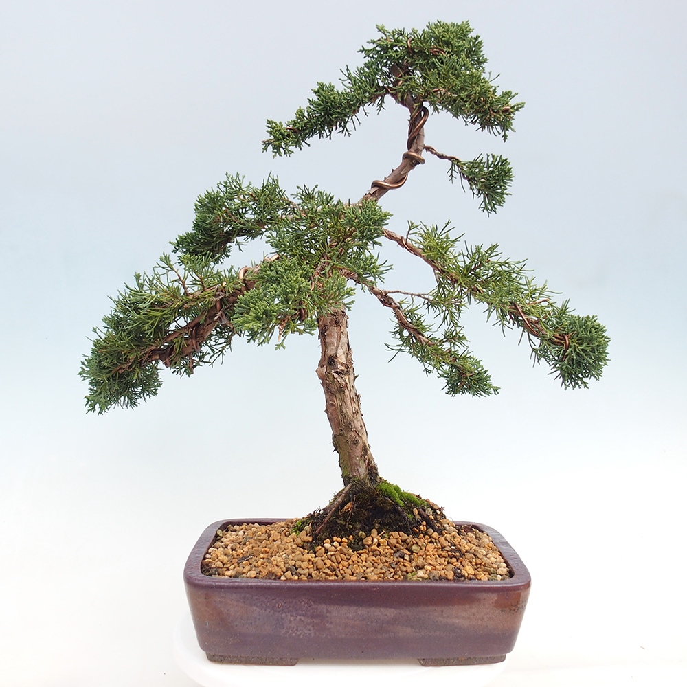 Outdoor bonsai - Juniperus chinensis Kishu - Chinese juniper