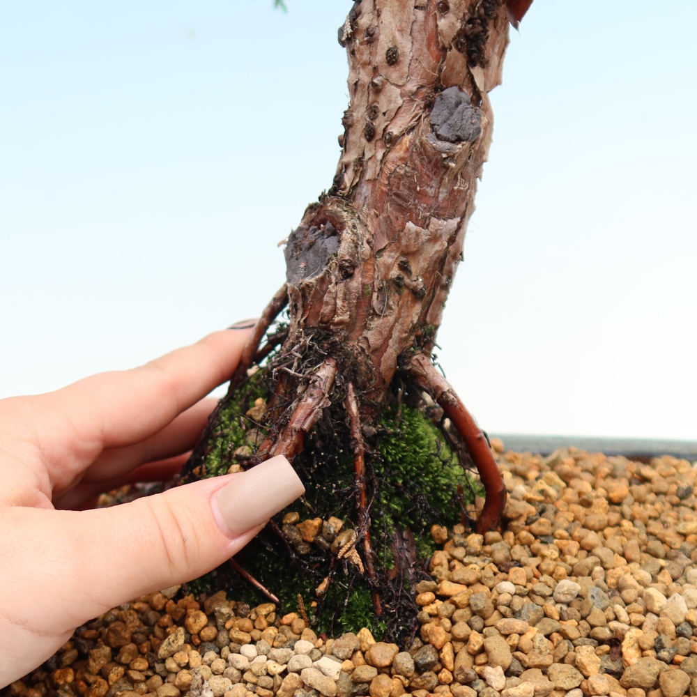 Outdoor bonsai - Juniperus chinensis Kishu