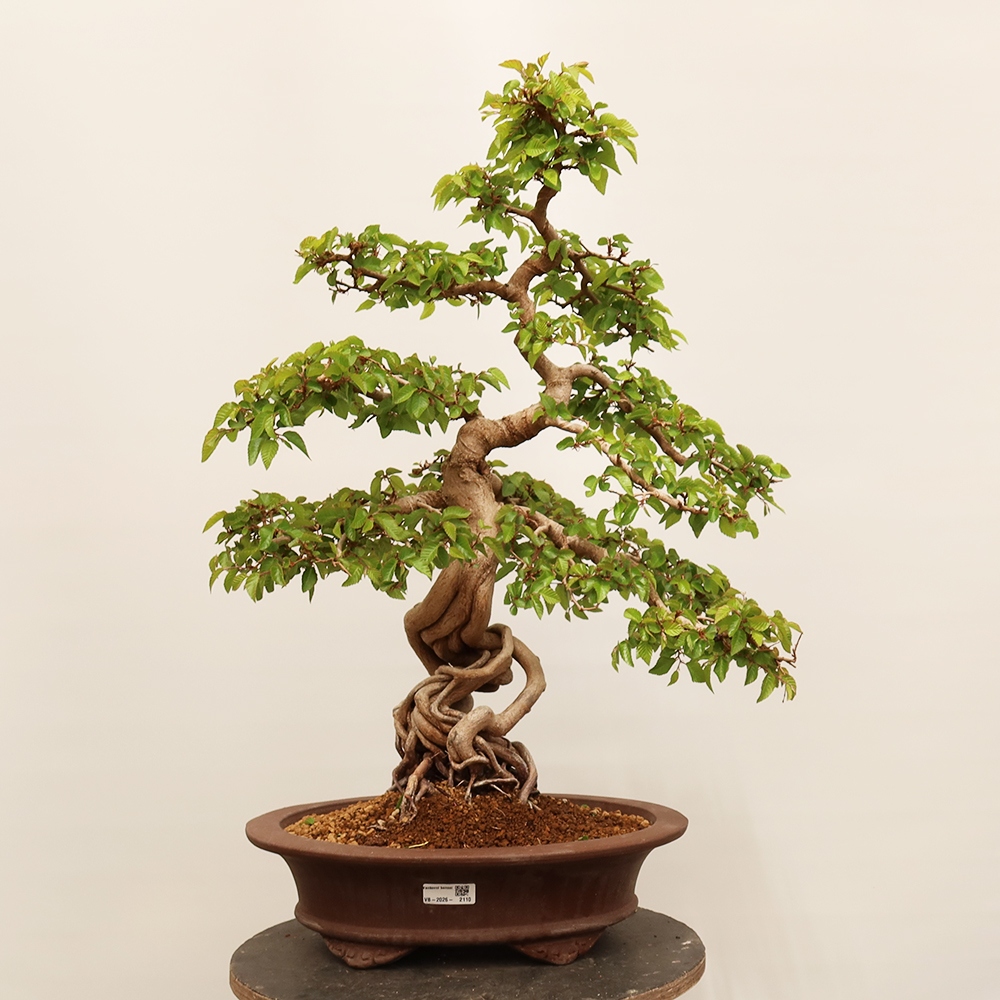 Outdoor bonsai - Carpinus Coreana - Korean hornbeam