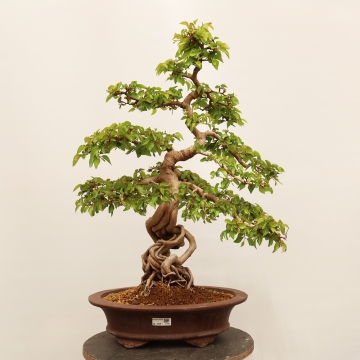 Bonsaje | The largest bonsai centre in the Czech Republic since 1979 - e- bonsai.com