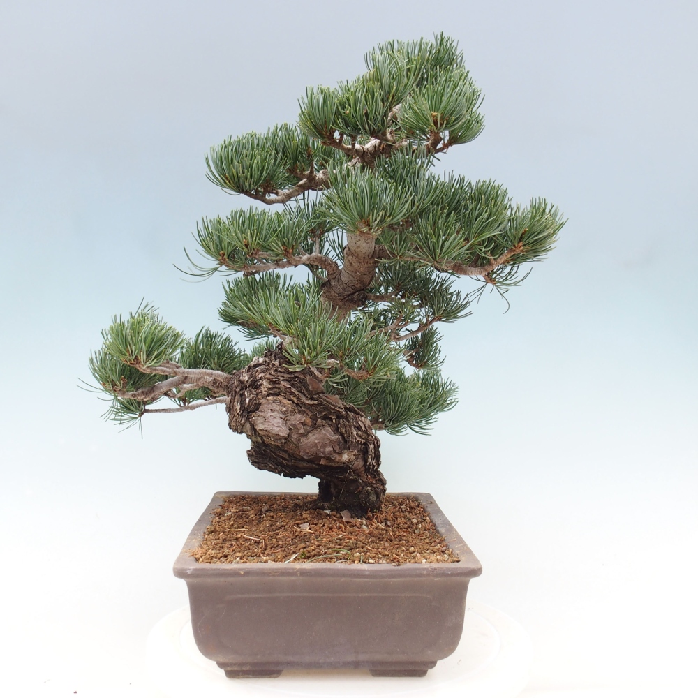 Outdoor bonsai - Pinus parviflora - Small pine tree