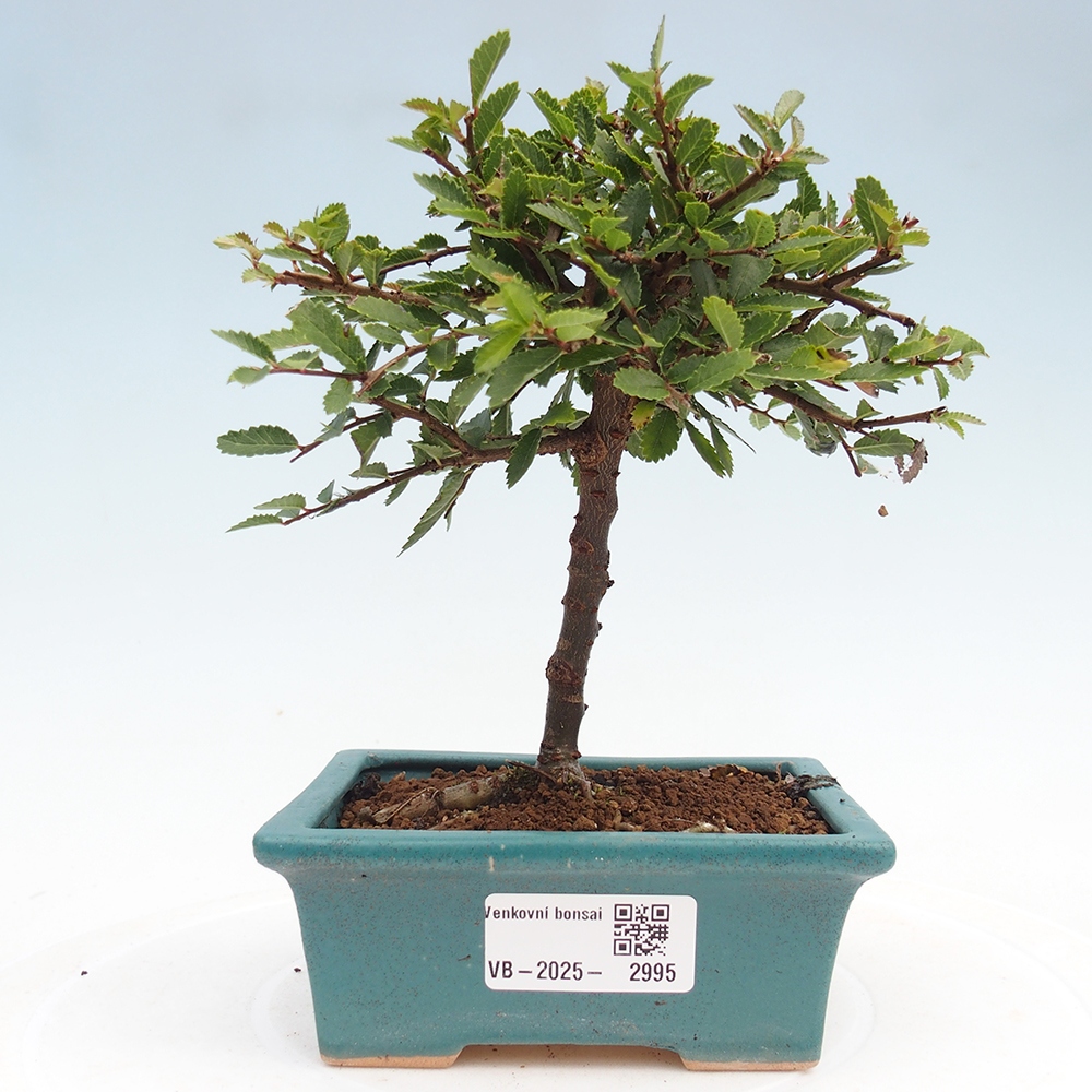 Outdoor bonsai - Ulmus parvifolia Sagei - Small-leaved elm