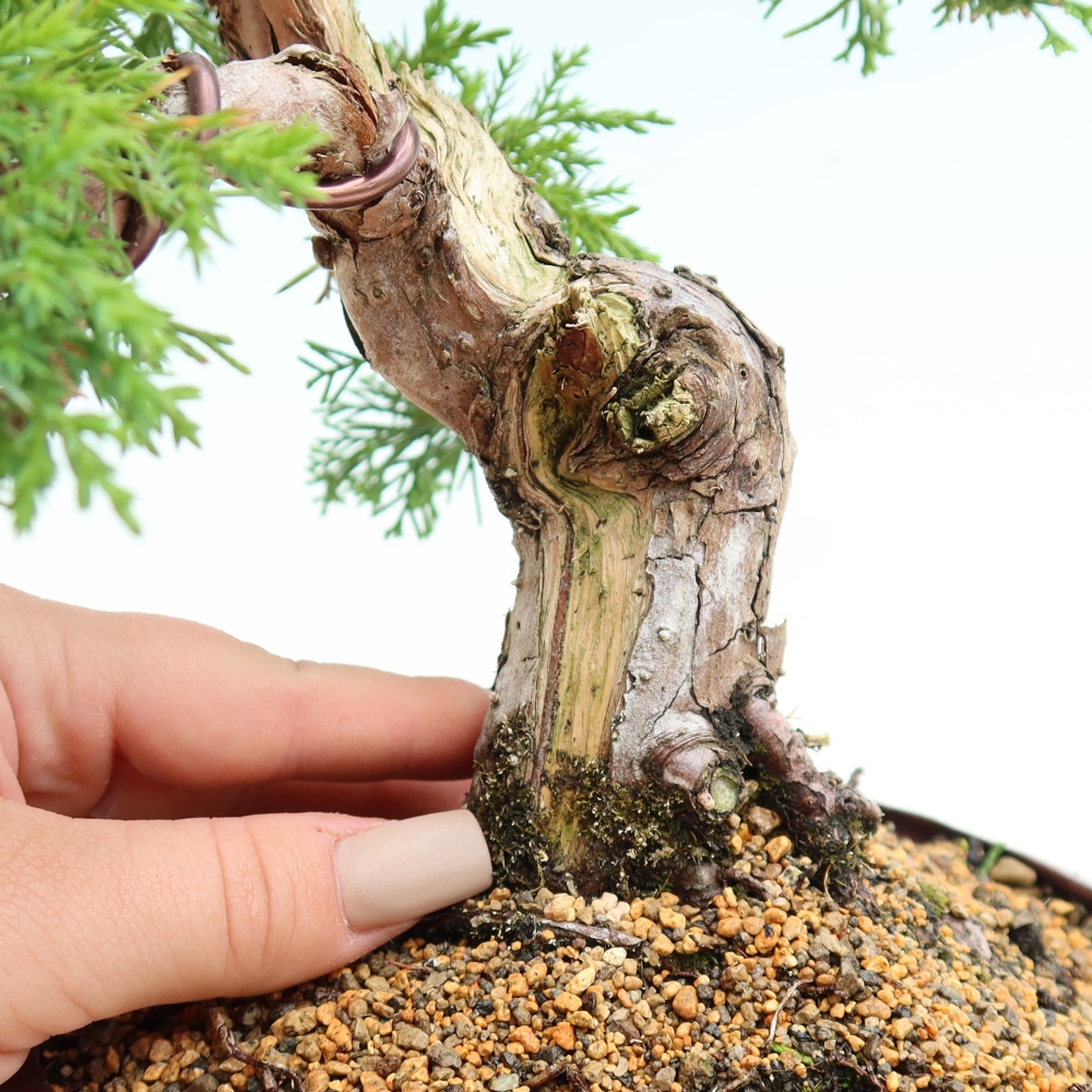 Outdoor Bonsai - Juniperus chinensis Itoigawa - Chinese Juniper