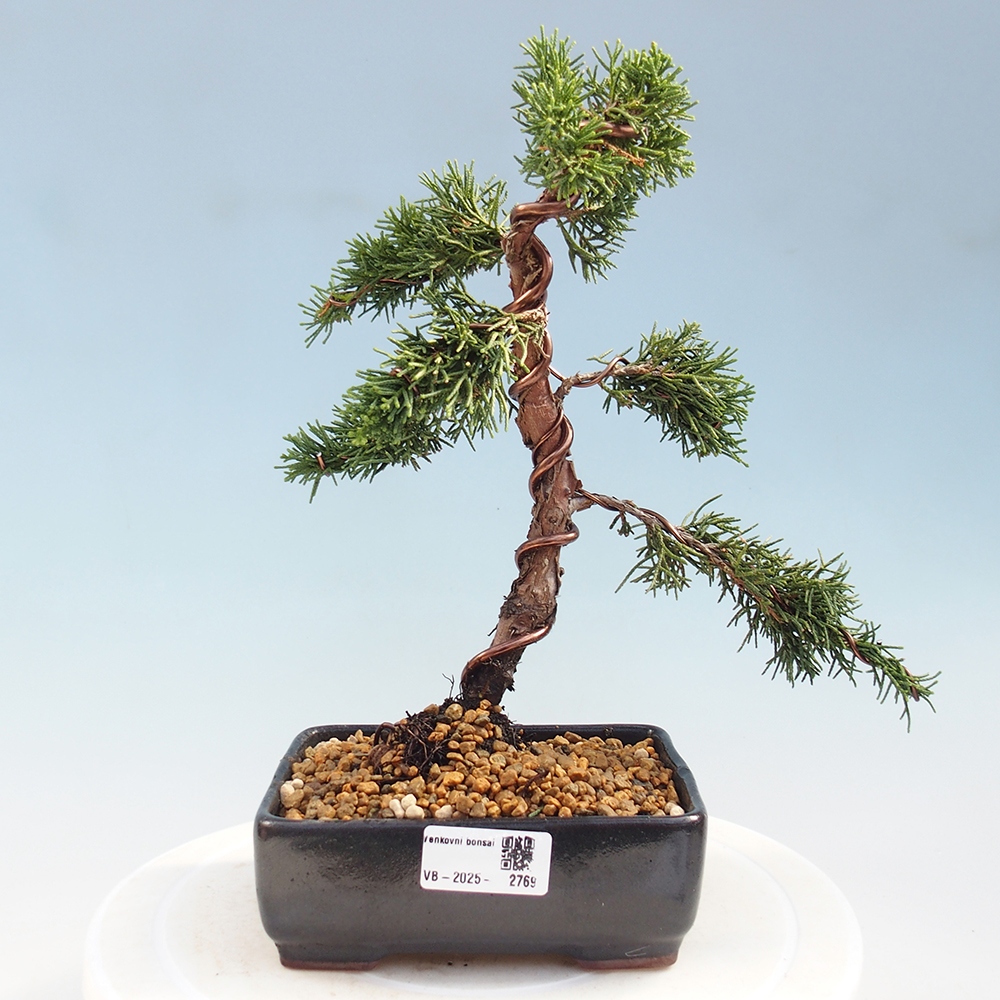 Outdoor bonsai - Juniperus chinensis Kishu - Chinese Juniper
