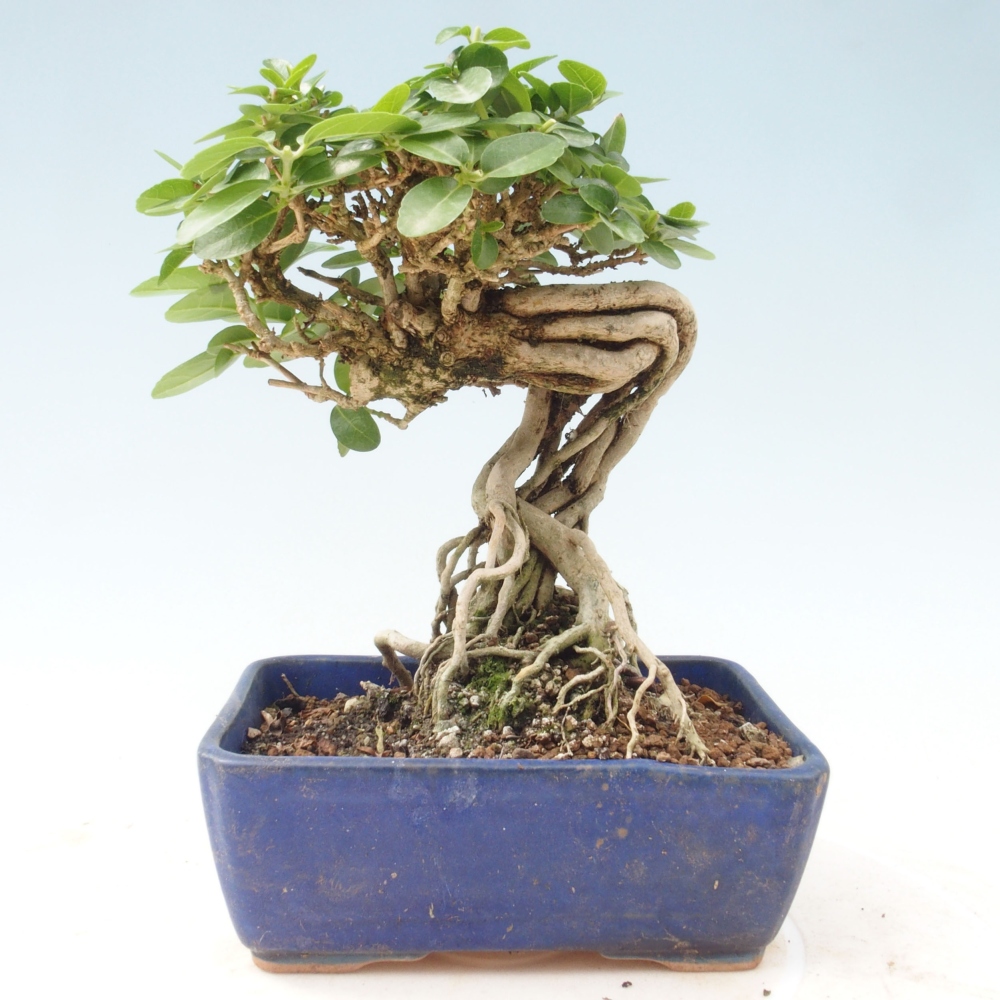 Indoor bonsai - Premna serratifolia - Kozlovon small-leaved