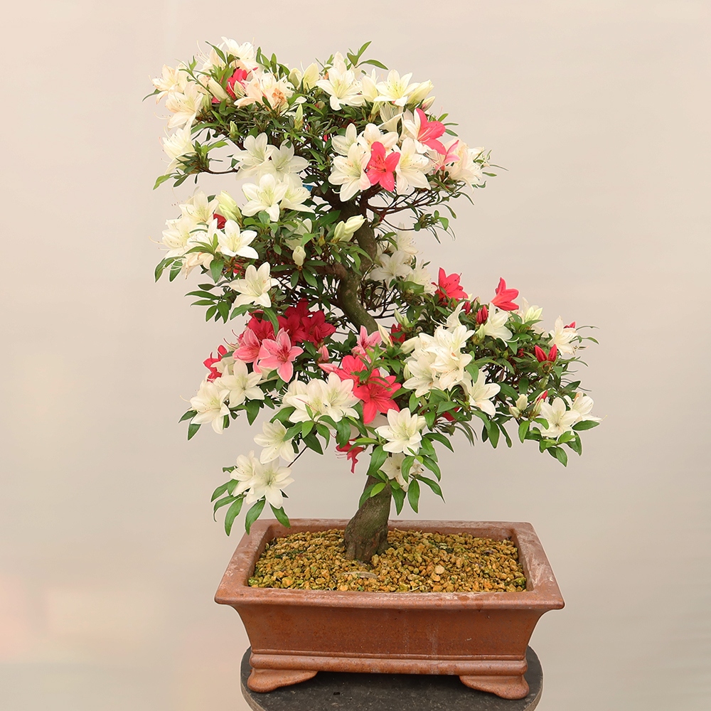 Outdoor bonsai - Japanese azalea - Azalea CHIHIRO