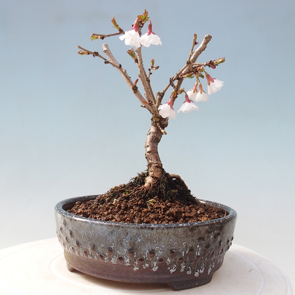Outdoor bonsai - Prunus incisa Kojou-no mai-Plum cut