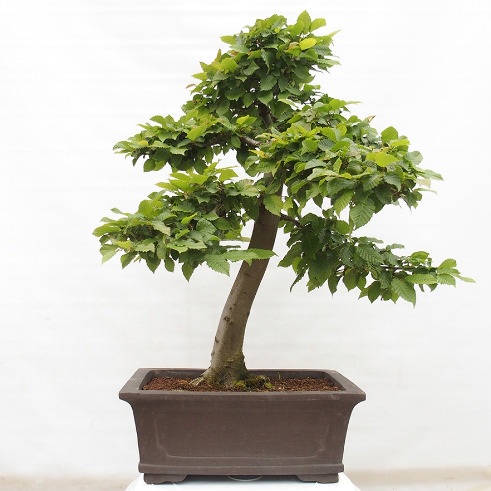 Outdoor bonsai - Hornbeam - Carpinus betulus