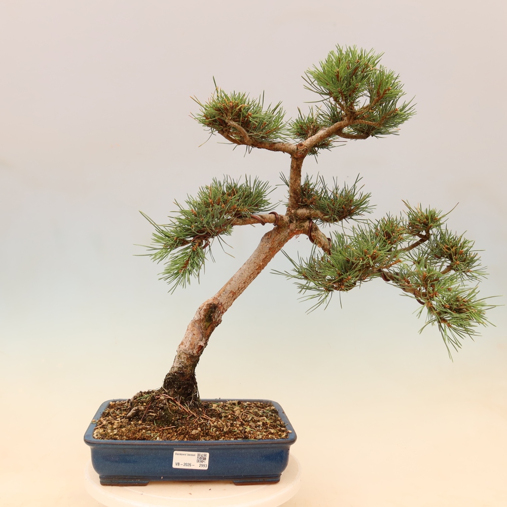 Outdoor Bonsai - Pinus sylvestris 'Watererri' - Scots Pine