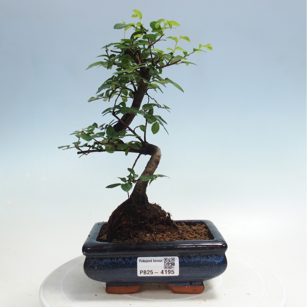Room bonsai - Ulmus parvifolia - Small-leaved elm