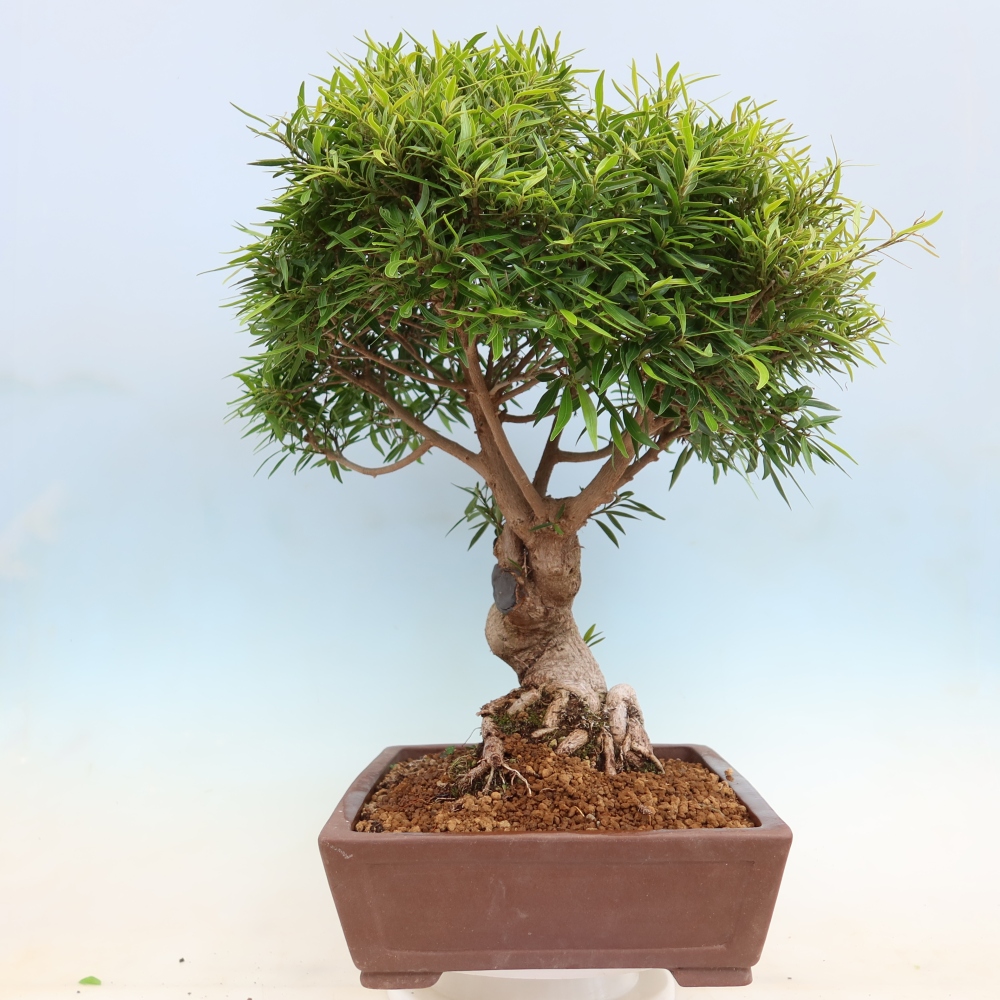 Room bonsai - Ficus nerifolia - small-leaved ficus